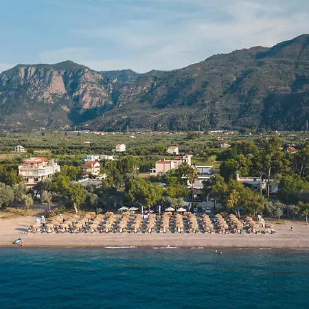 Olive Tree * Eleonas