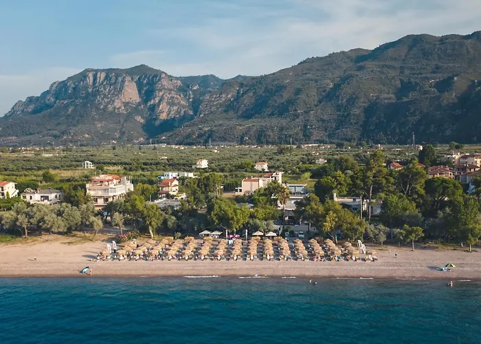 Olive Tree * Eleonas